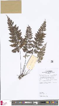 Asplenium affine image