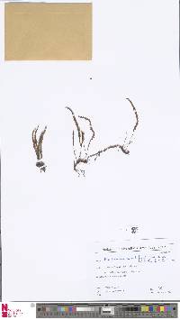 Melpomene moniliformis image