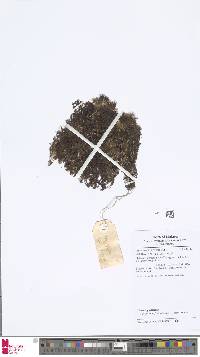 Image of Hymenophyllum acanthoides