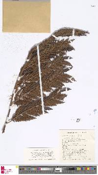 Alsophila muelleri image