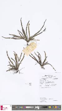 Xiphopterella sparsipilosa image