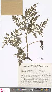 Image of Japanobotrychum lanuginosum