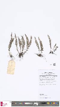 Image of Osmolindsaea odorata