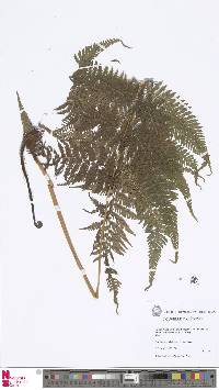 Image of Macrothelypteris torresiana