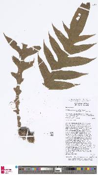 Aglaomorpha drynarioides image