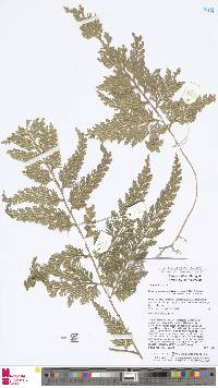 Selaginella argentea image