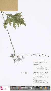 Selaginella flabellata image