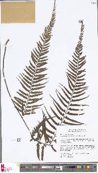 Asplenium aethiopicum image