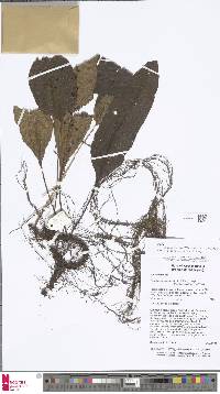 Image of Leptochilus pedunculatus