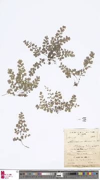 Adiantum tenerum image