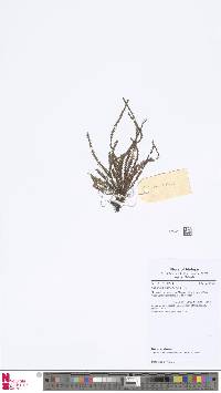 Xiphopterella hieronymusii image