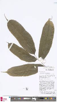 Abacopteris repanda image