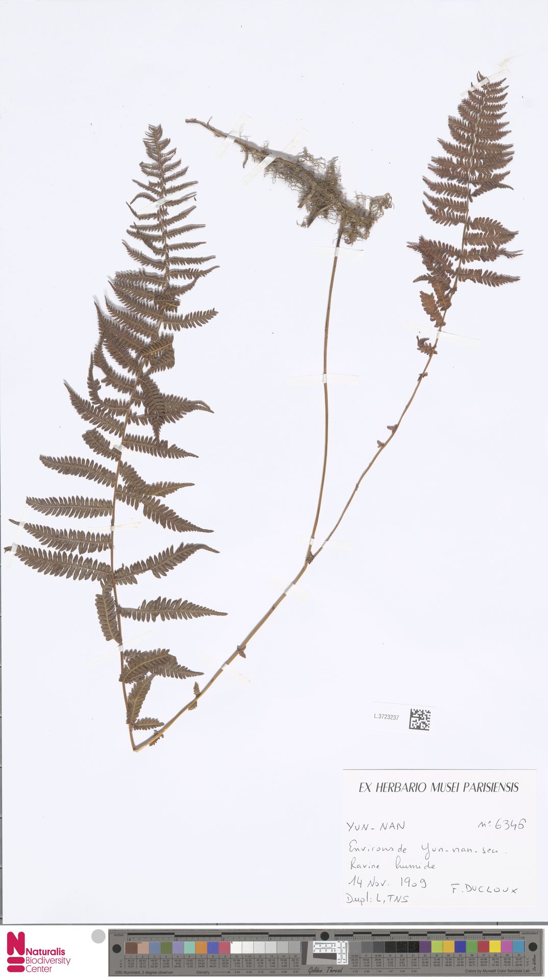 Coryphopteris borealis image
