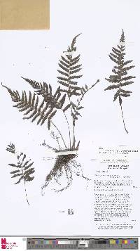 Image of Trigonospora ciliata