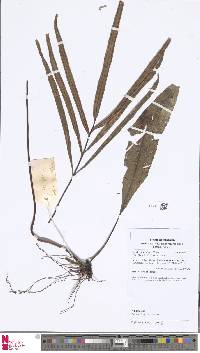 Image of Taenitis dimorpha