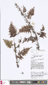 Hymenophyllum geluense image