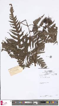 Tectaria griffithii image