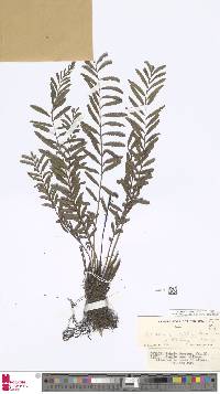 Image of Trigonospora zeylanica