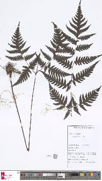 Image of Tectaria griffithii