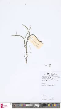 Image of Actinostachys digitata
