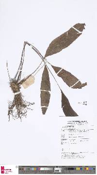 Syngramma alismifolia image