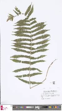 Image of Christella appendiculata