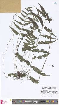 Bolbitis sinensis image