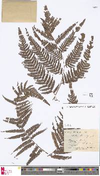 Cibotium barometz image