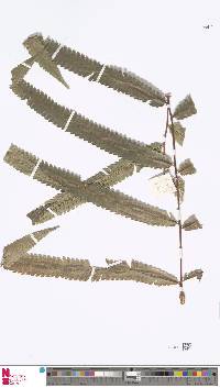 Chingia atrospinosa image