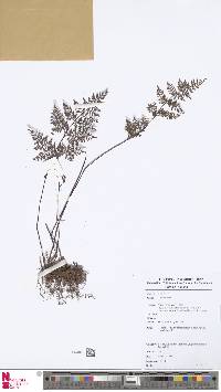 Image of Oeosporangium tenuifolium