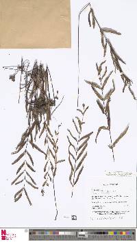 Lindsaea ensifolia image