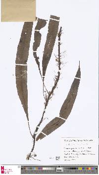 Image of Leptochilus lanceolatus