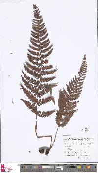 Image of Athyrium epirachis