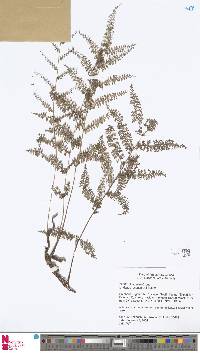 Polystichum keysserianum image