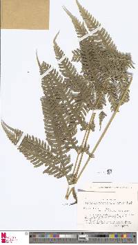 Pteris linearis image