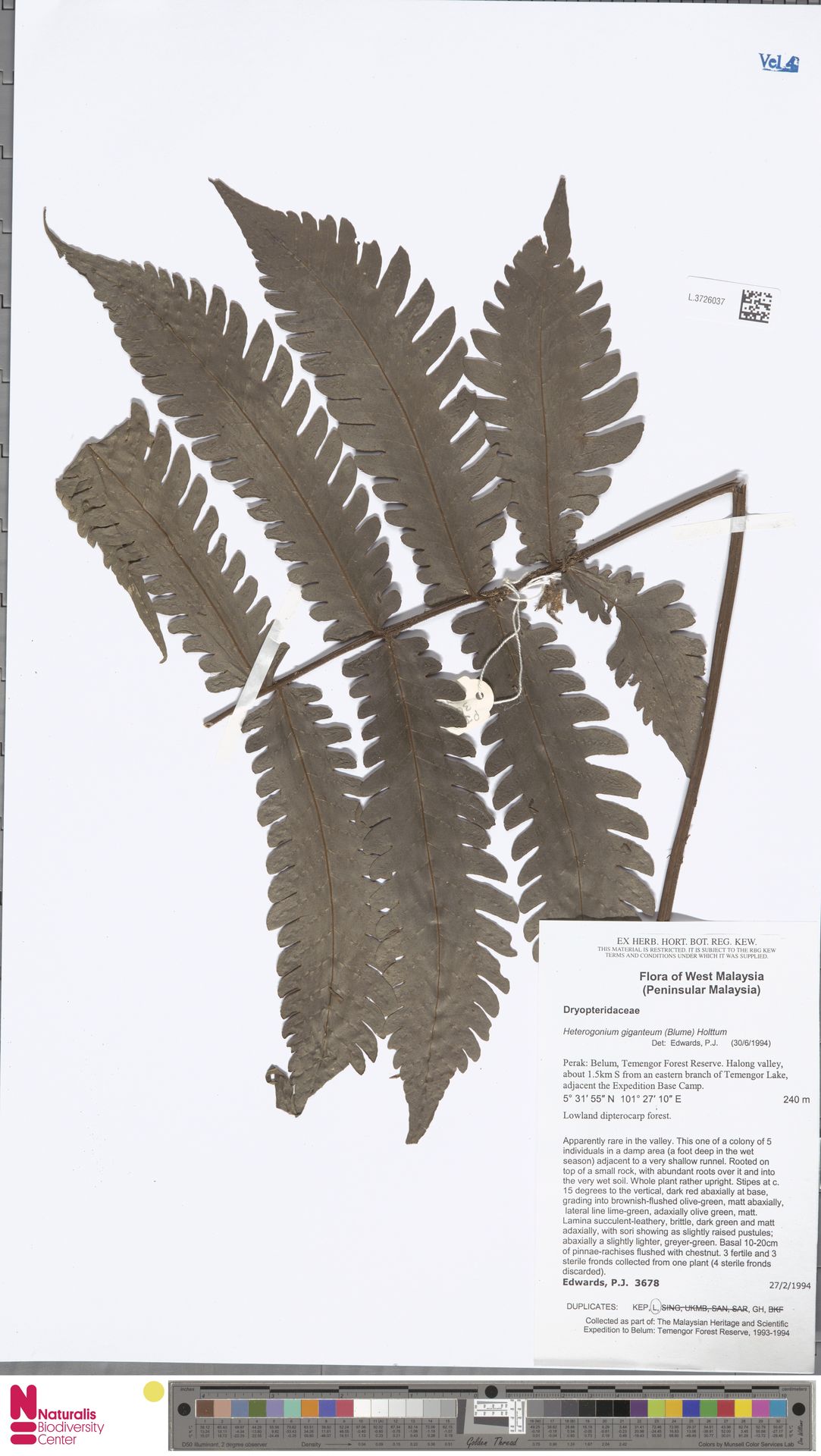 Tectaria gigantea image
