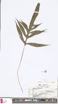 Leptochilus pothifolius image