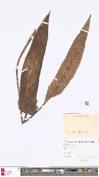 Image of Pyrrosia sheareri