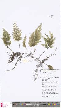 Image of Hymenophyllum reinwardtii