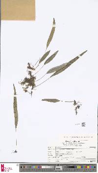 Selliguea yakushimensis image
