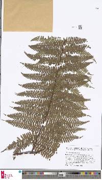 Alsophila khasyana image