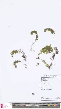 Hymenophyllum protrusum image