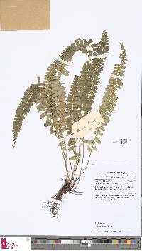 Image of Lindsaea lucida