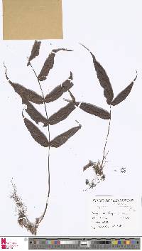 Image of Selliguea tatsienensis