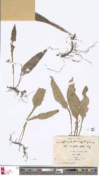 Leptochilus wrightii image