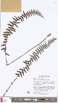 Sphaerostephanos archboldii image