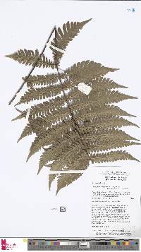 Tectaria sagenioides image