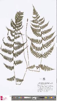 Image of Athyrium foliolosum