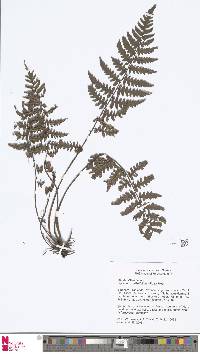 Image of Diplazium cyatheifolium