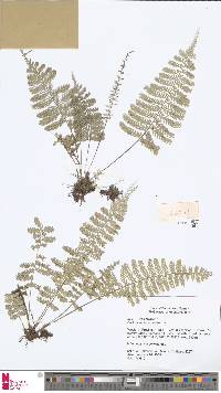 Asplenium thunbergii image